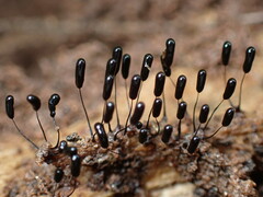 Stemonitopsis typhina