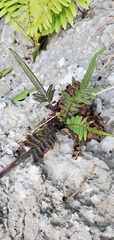 Pteris vittata
