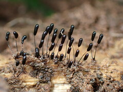 Stemonitopsis typhina