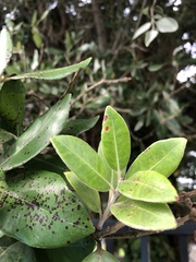 Austropuccinia psidii