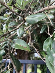 Austropuccinia psidii