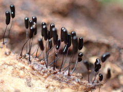 Stemonitopsis typhina