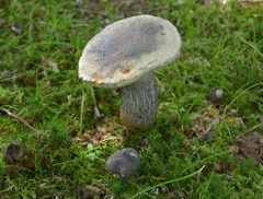 Retiboletus griseus