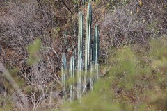 Isolatocereus dumortieri