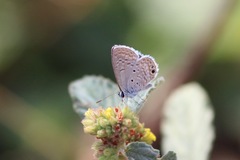 Hemiargus ceraunus astenidas