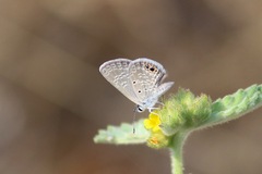 Hemiargus ceraunus astenidas