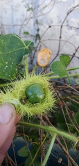 Cucurbitaceae