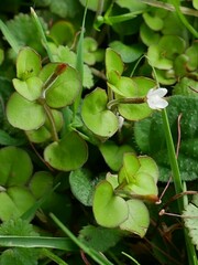Epilobium nummulariifolium