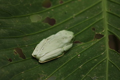 Agalychnis spurrelli