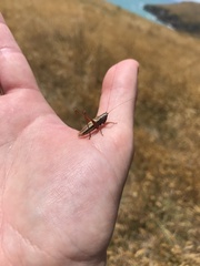 Conocephalus albescens