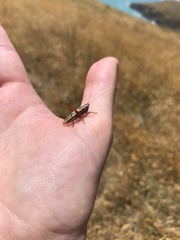 Conocephalus albescens