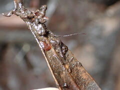 Cryptomarasmius corbariensis