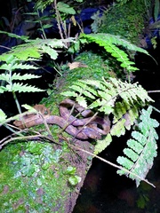 Leptodeira