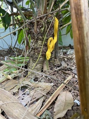 Bothriechis schlegelii