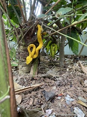 Bothriechis schlegelii