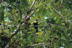 Ramphastos ambiguus