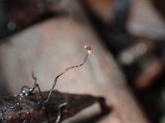 Cryptomarasmius corbariensis