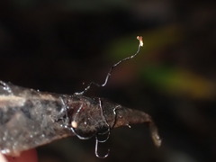 Cryptomarasmius corbariensis