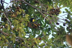 Ramphastos ambiguus
