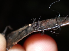 Cryptomarasmius corbariensis