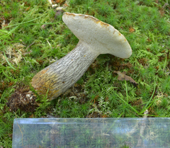 Retiboletus griseus
