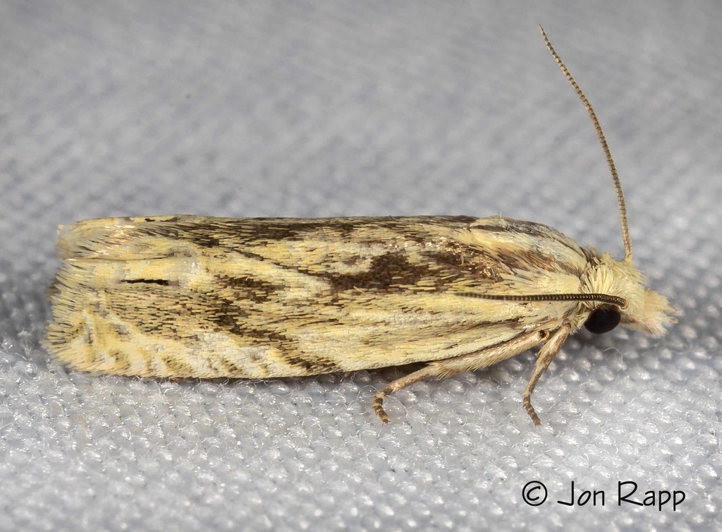 Olivaceous Eucosma Moth