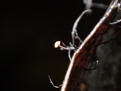 Cryptomarasmius corbariensis