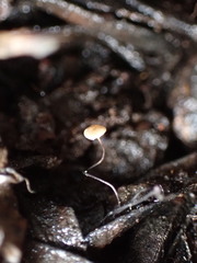 Cryptomarasmius corbariensis