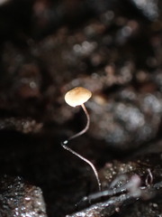 Cryptomarasmius corbariensis