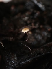 Cryptomarasmius corbariensis