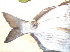 Diplodus capensis