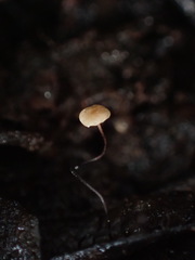 Cryptomarasmius corbariensis