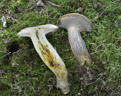 Retiboletus griseus