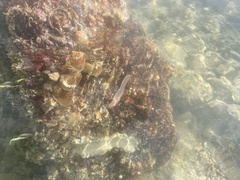 Pherecardia striata