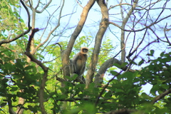 Semnopithecus hypoleucos