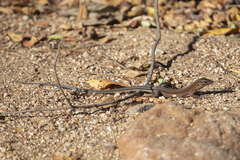 Aspidoscelis guttatus