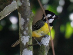 Falcunculus frontatus