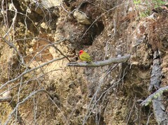 Piranga erythrocephala