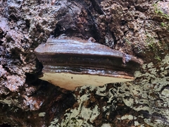 Fomitopsis ochracea