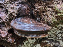 Fomitopsis ochracea