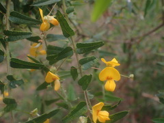 Podolobium aciculiferum