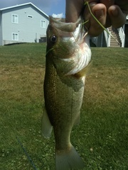 Micropterus salmoides
