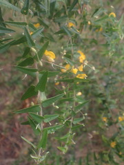 Podolobium aciculiferum