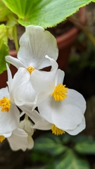 Begonia