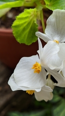 Begonia
