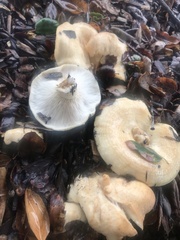 Lactarius alnicola