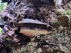 Fomitopsis ochracea