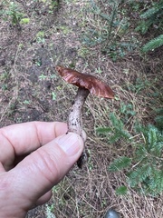 Cortinarius ohlone