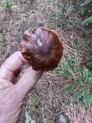 Cortinarius ohlone