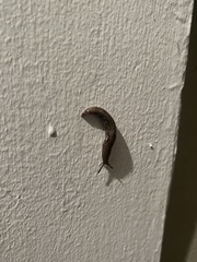 Limacoidea